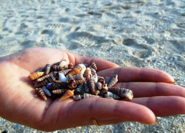 Collecting Shells on the Beach