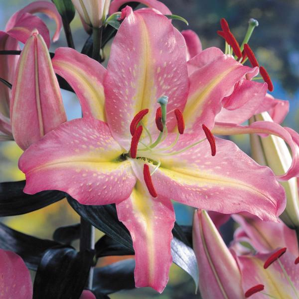 Colombian Lilium