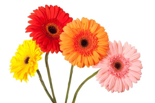 Colored flowers