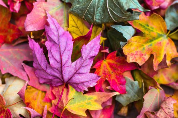 Colored Leaves