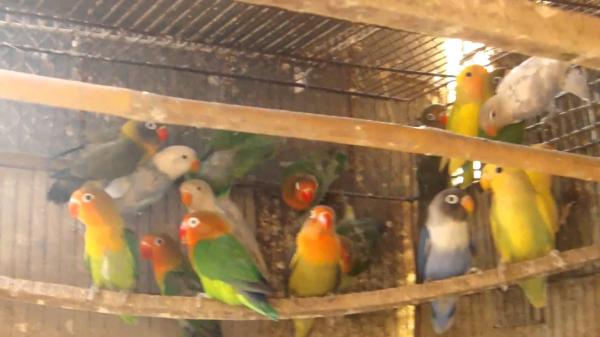Colored love bird