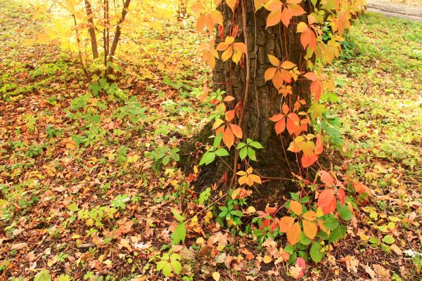 Colorful Autumn Leaves