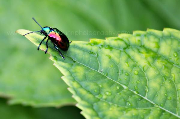 Colorful Beetle