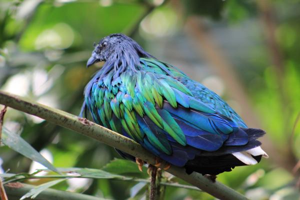 Colorful Bird