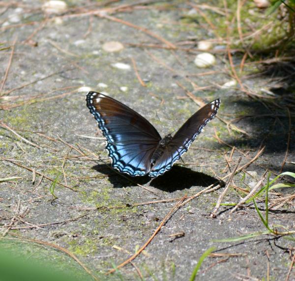 Colorful Butterfly
