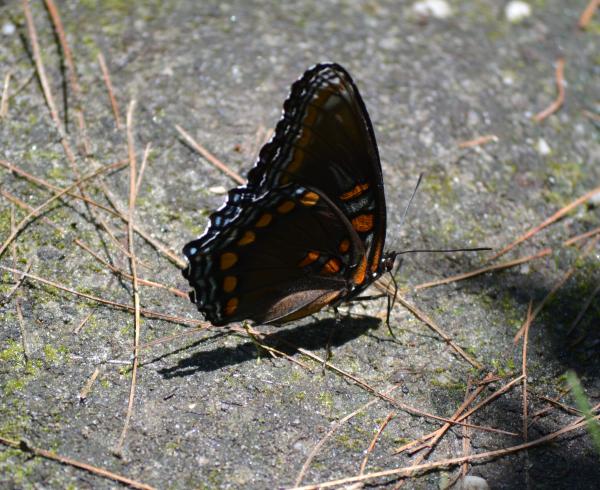 Colorful Butterfly