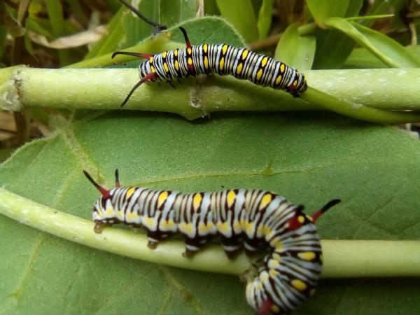 Colorful Caterpillar