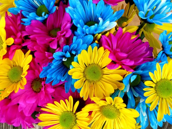 Colorful Daisies