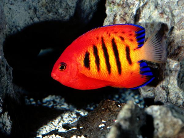 Colorful fish