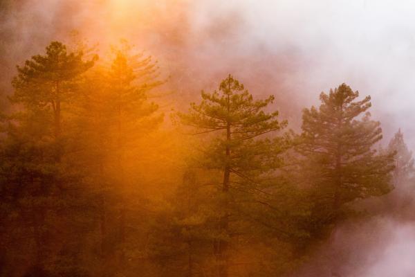 Colorful Forest