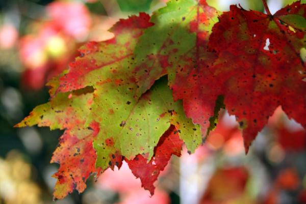 Colorful Leaves