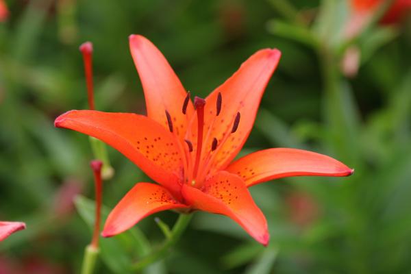 Colorful Lilly