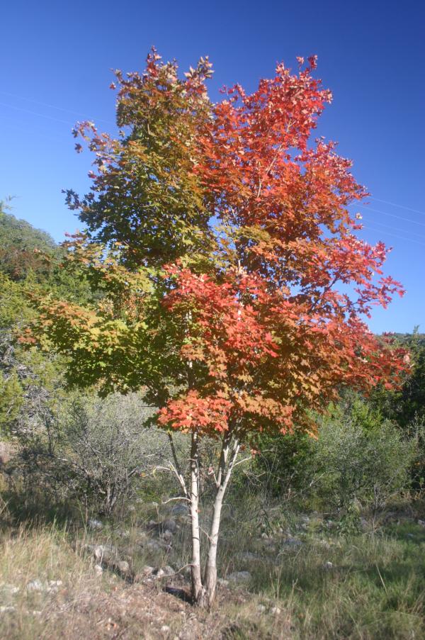 Colorful maple tree