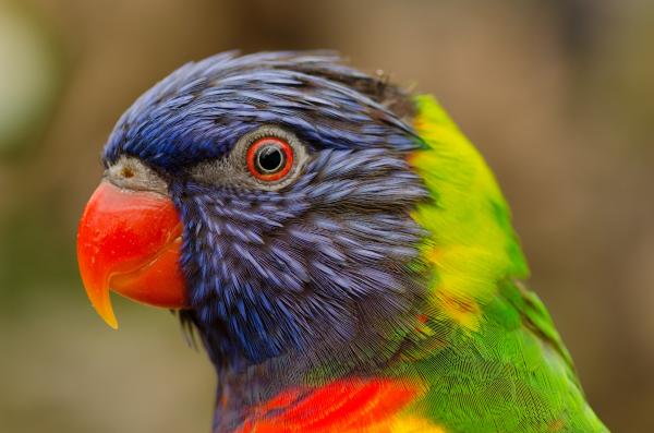 Macaw Closeup