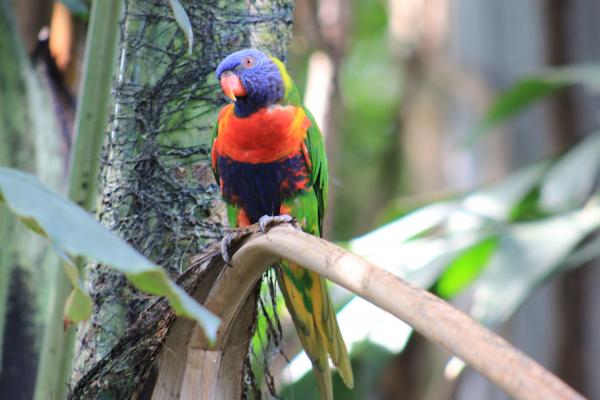 Colorful Parrot