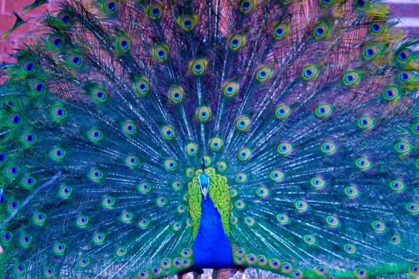 Colorful peacock