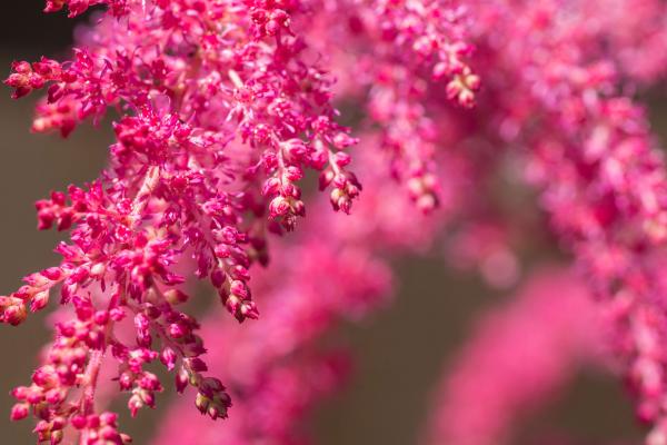 Colorful plants
