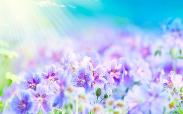 Colorful summer flower