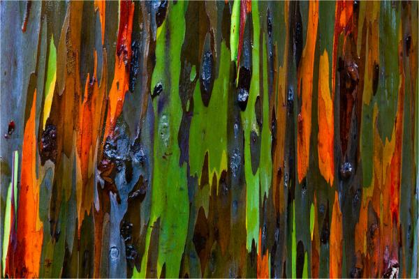 Colorful tree bark