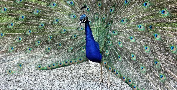 Colors of Nature