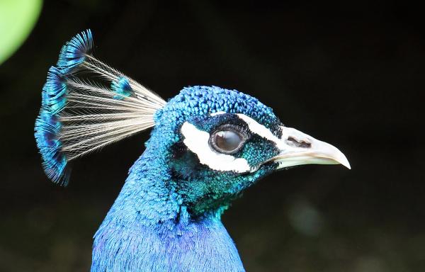 Colors of Nature