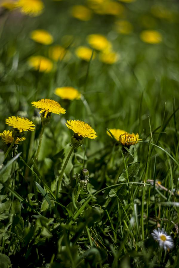 Colourful spring flowers dandelion