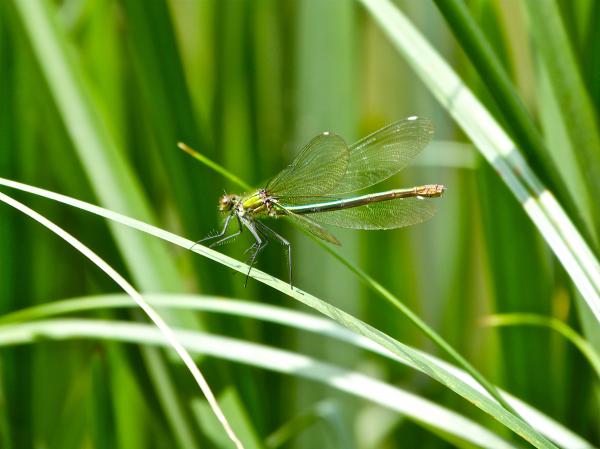 Common Green Darner
