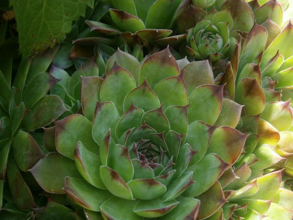 Common houseleek
