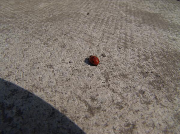 Concrete ladybug