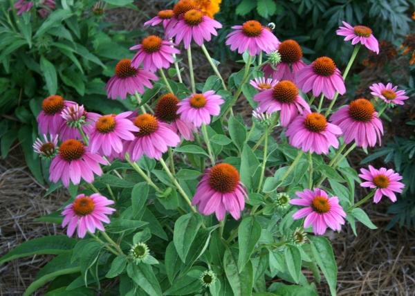 Cone flowers