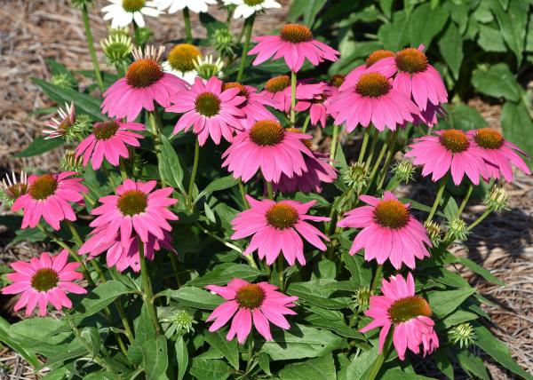 Pink coneflower
