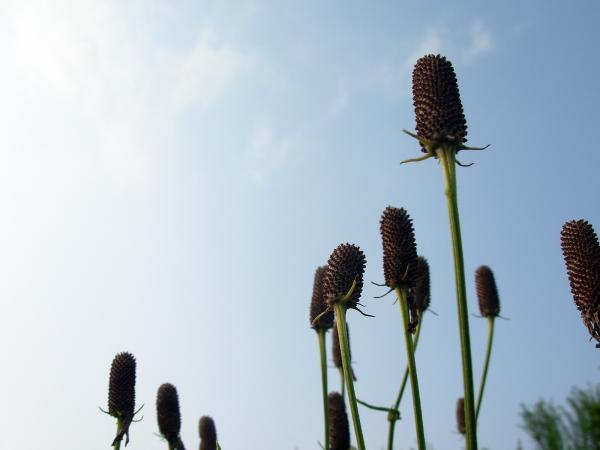 Cones