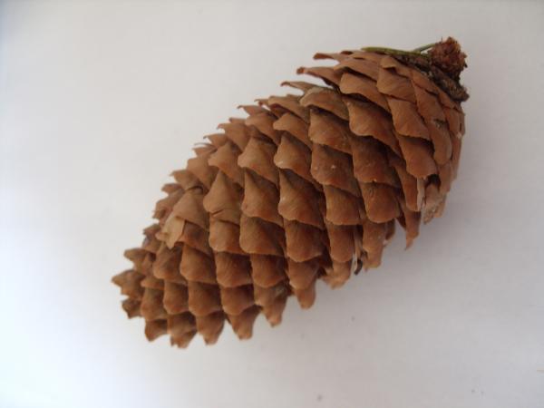 Conifer cone