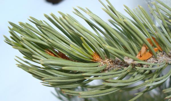 Conifer Needles