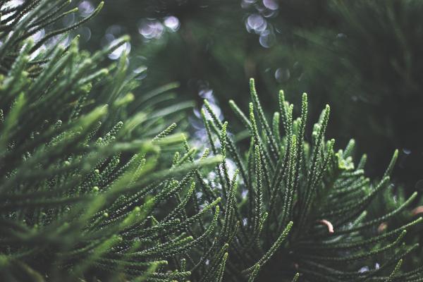 Coniferous tree closeup
