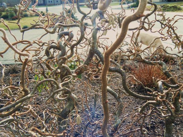 Convoluted Tree Branches