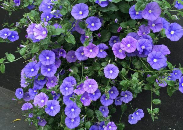 Convolvulus