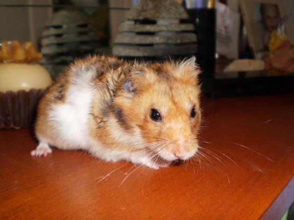 Cookie has a stomach tumor.