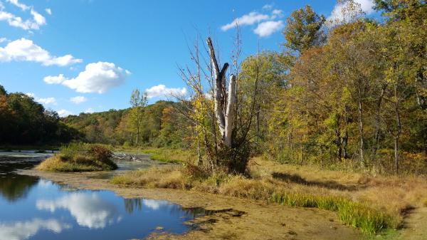 Cooper Hollow Wildlife Area