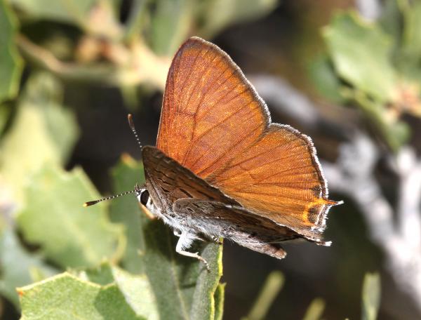 COPPER, TAILED (Lycaena arota) (6-30-10) male, 1.7 mile road, caliente ridge, carrizo plain nat mon (1)