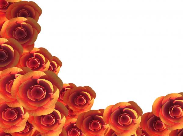 Copyspace Roses Represents Romance Bloom And Copy-Space