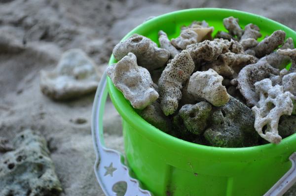 Corals in a toy pail