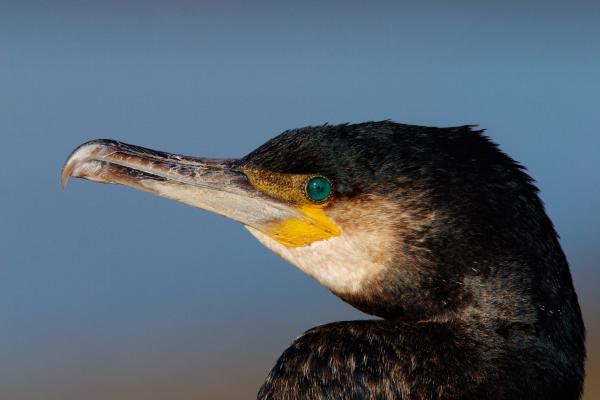 Great Cormorant
