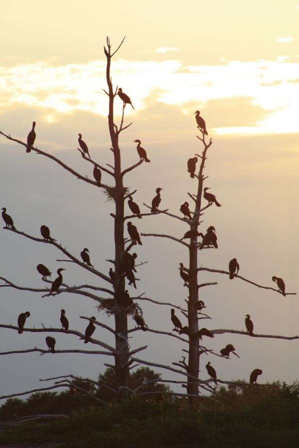 Cormorants Birds