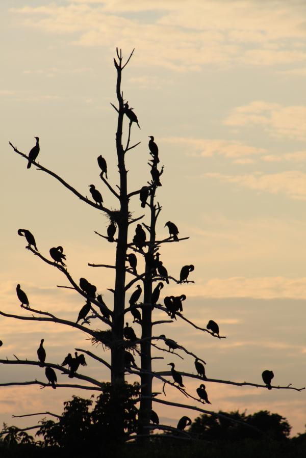 Cormorants Birds