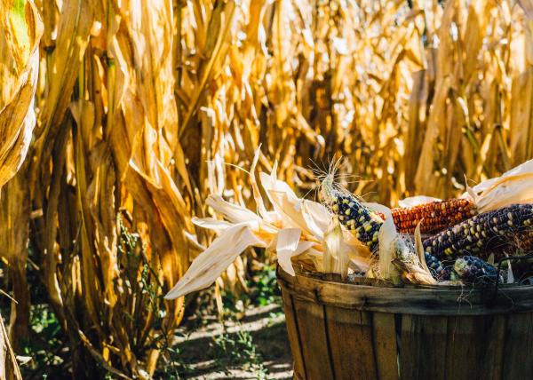 Corn