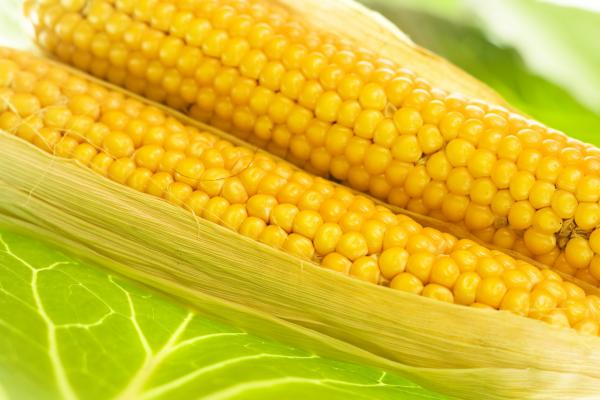 corn