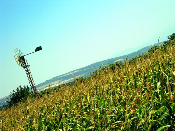 Cornfield and Windmill