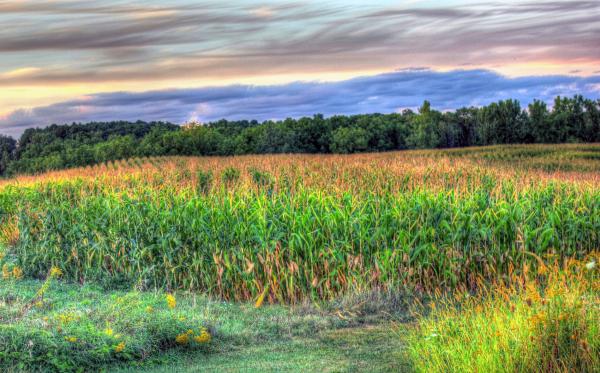 Cornfields at Dusk