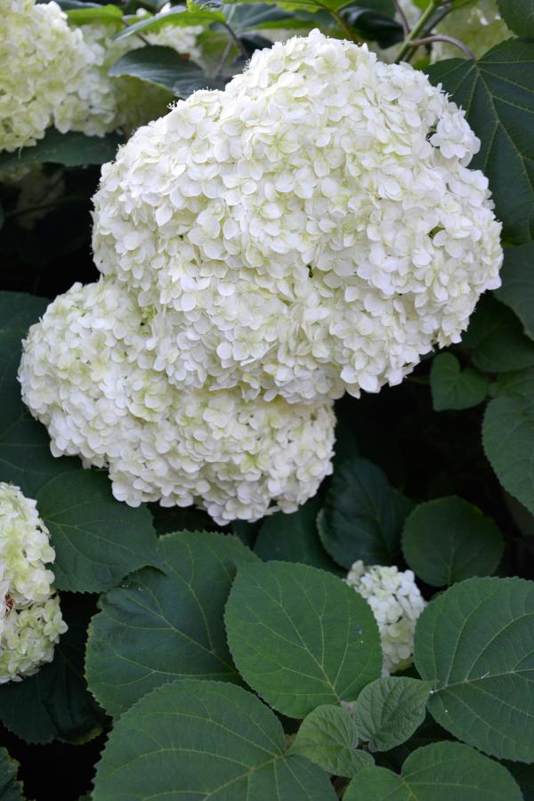 Corymbs of smooth hydrangea